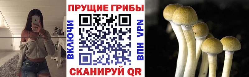 Галлюциногенные грибы Cubensis  Апатиты 